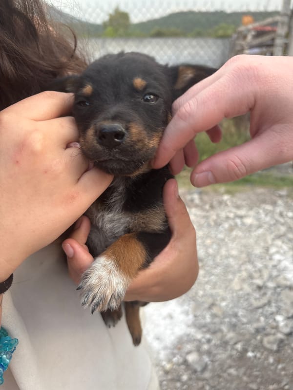 Dogs and puppy spotted in outdoor area, Cañada de Madero