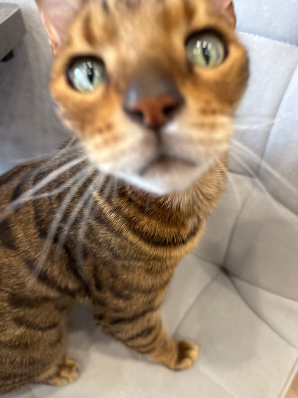 Bengal cat photographed with coffee and M&Ms setup