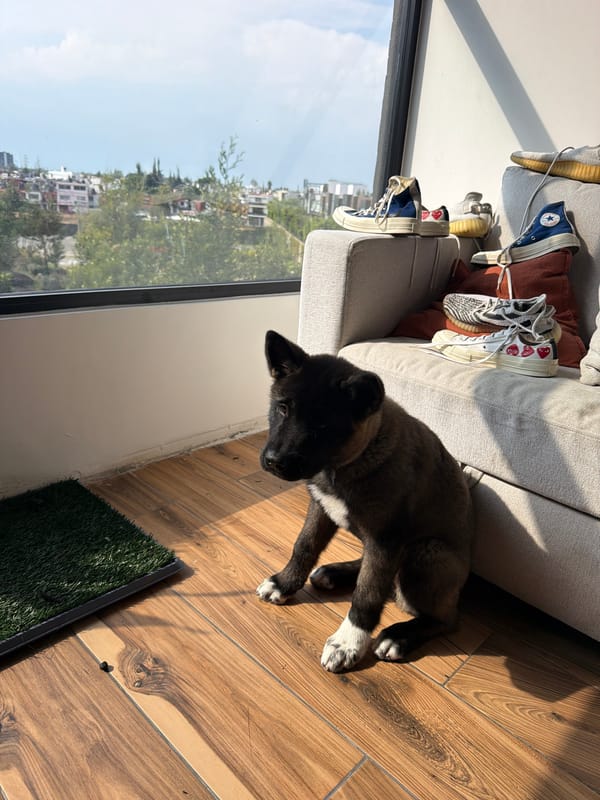 Dog rests beside sofa near city window