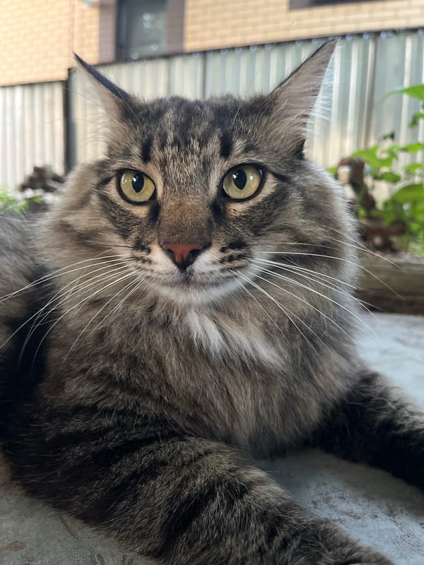 Cats, toads, and insects in a Russian backyard