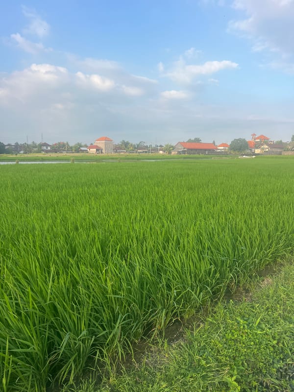 Morning in Kediri's rice paddies, dogs in tow