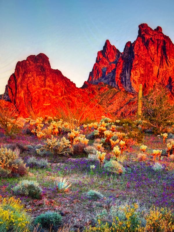 Desert landscape with red rocks, cacti documented in Malaysia