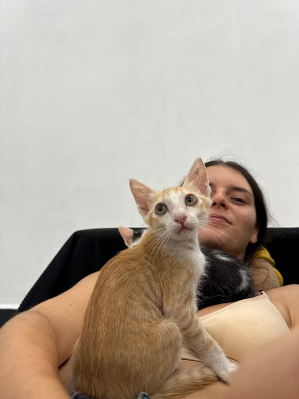 Lazy morning in Mũi Né with kittens and a Lego cameo