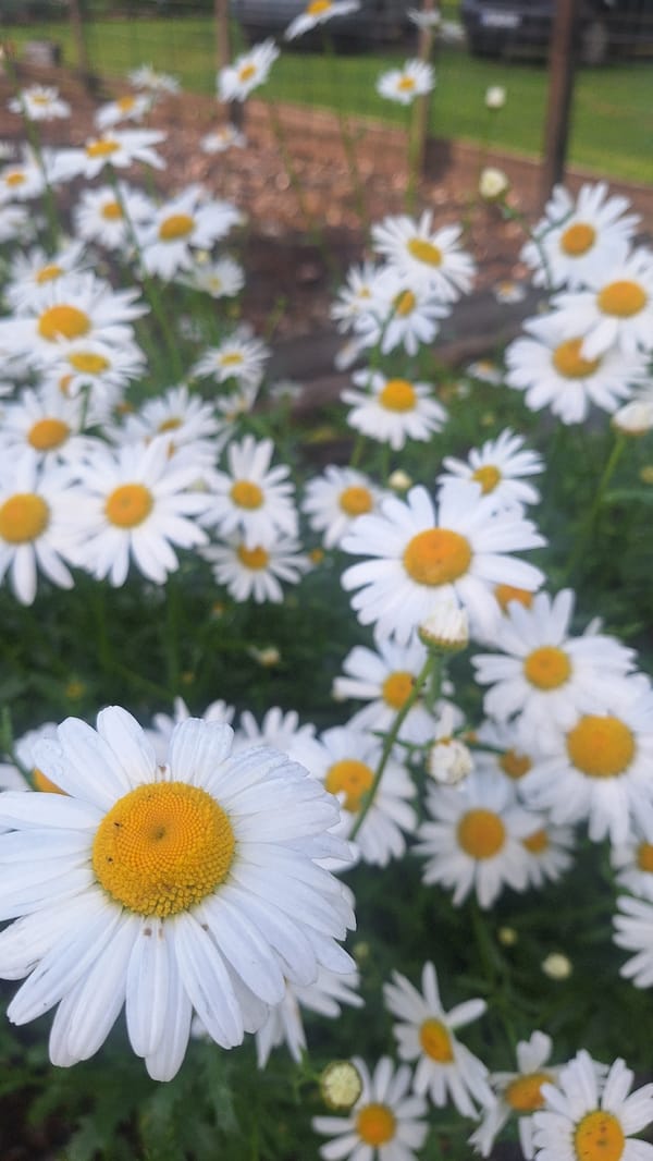 Latvian garden afternoon: puppies, blooms, and a rainbow