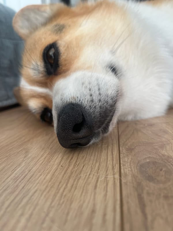 Corgi enjoys belly rubs on wooden floor in Germany