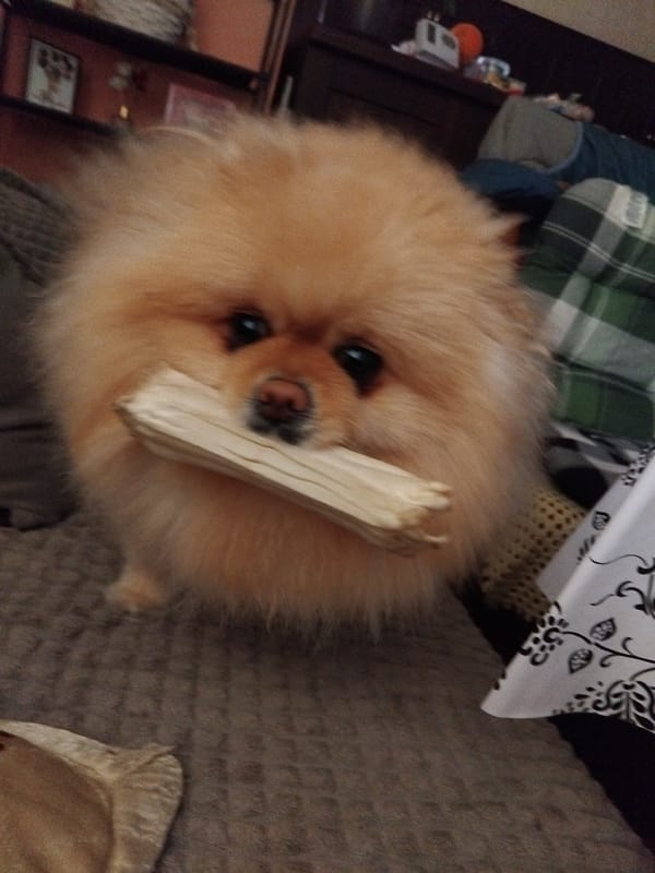 Pomeranian dog plays with chew toys in Bulgarian home