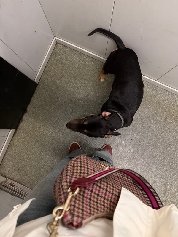 Casual moments documented in Khimki: dog, selfies, urban architecture