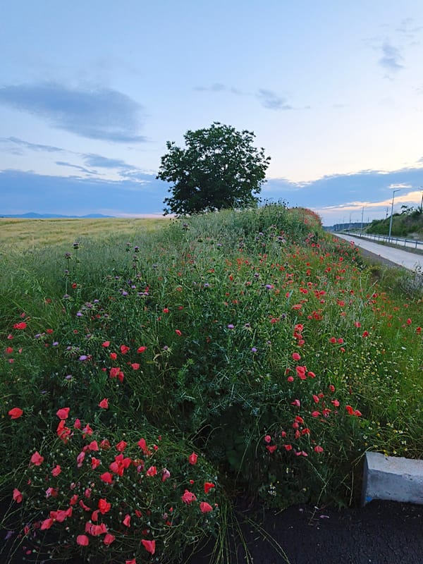 Rural wildflower landscape documented during evening hours