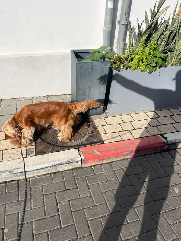 Morning street scenes in Tel Aviv feature dog, weathered architecture
