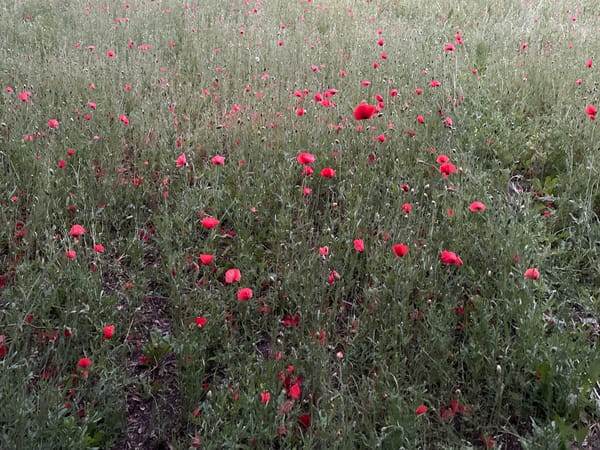 Poppies, beaches, and a Bolt bike along the Tallinn waterfront