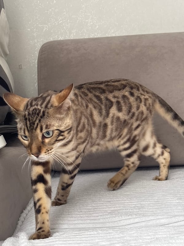 Bengal cat roams a Russian home, skateboard included