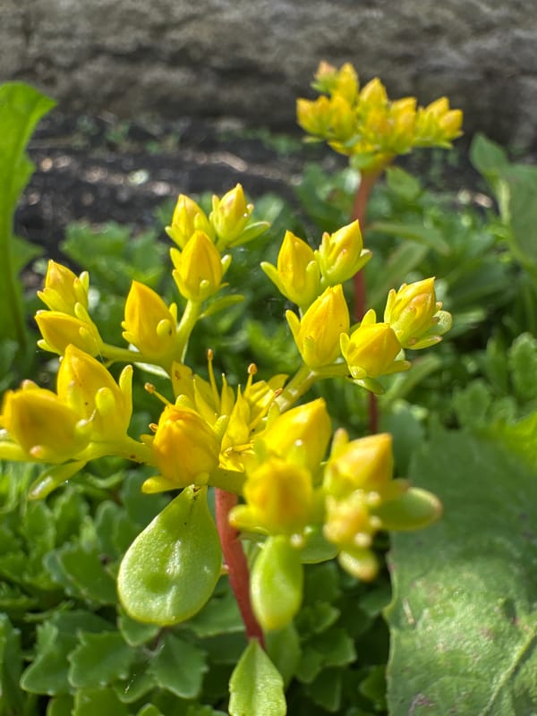 Summer afternoon in a Russian garden, all flowers and close-ups.