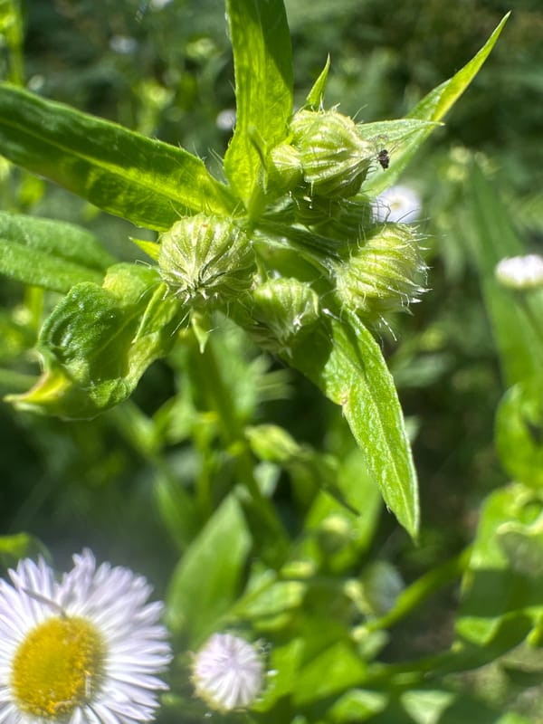 Forest walk with a wheelchair-assisted dog and wildflower close-ups