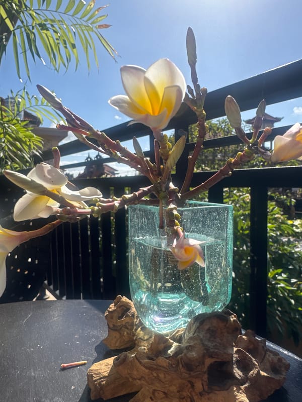 Plumeria flowers bloom in glass vase in Kuta
