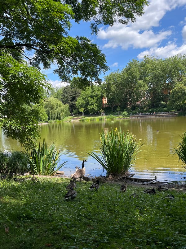 Canada goose family spotted at Landau pond