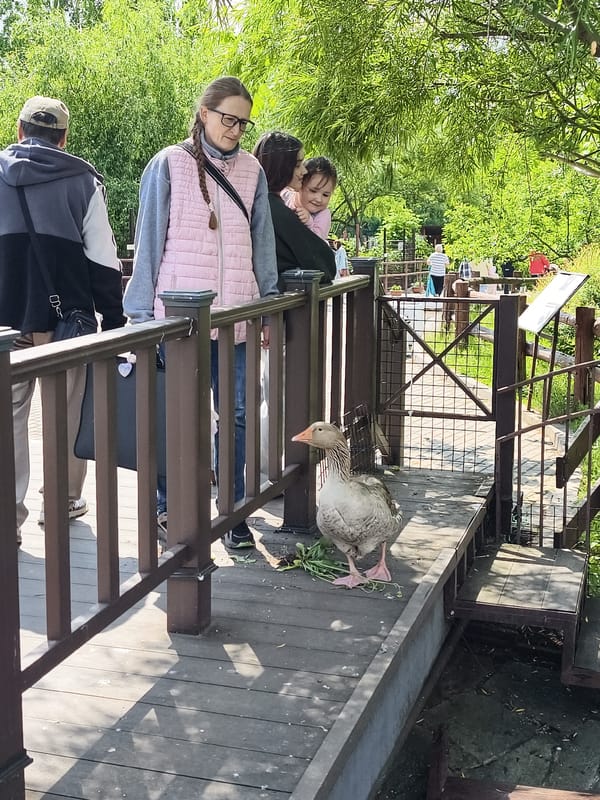 Morning visitors gather at Izhevsk park observing birds