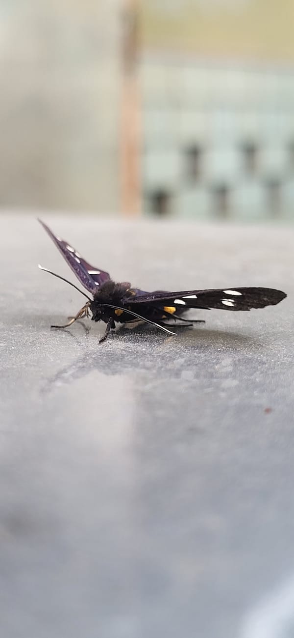 Moths, butterflies, and a large dog in Tetianivka