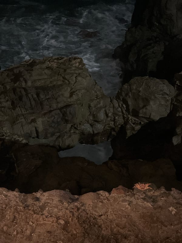 Nighttime coastal scene with crab observed in Arica, Chile
