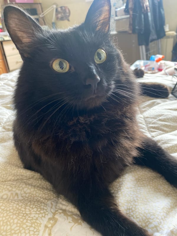 Pet owner shares photos of black cats resting indoors