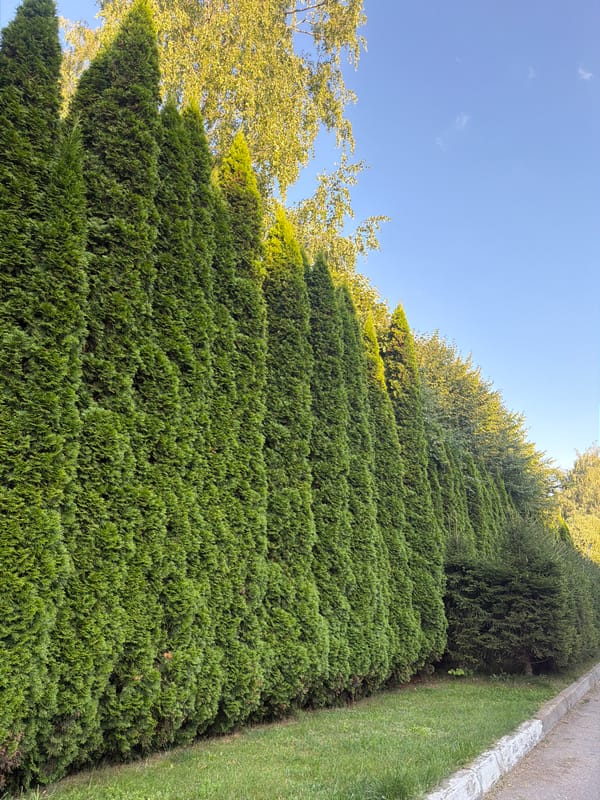 Tree-lined residential streets in a leafy Moscow suburb