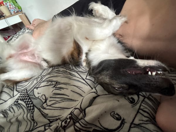 Dog belly-up on a blanket, living its best life