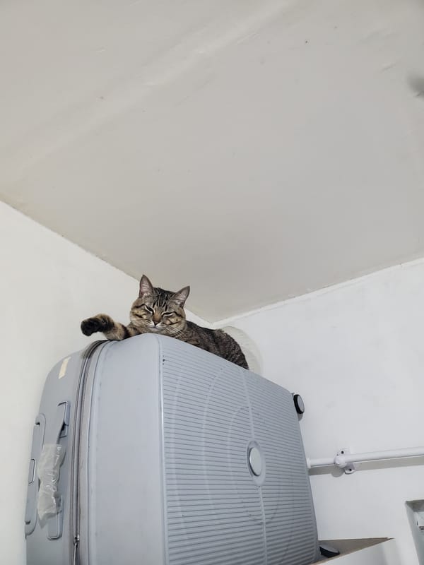 Curious tabby cat photographed around suitcase in Curitiba home
