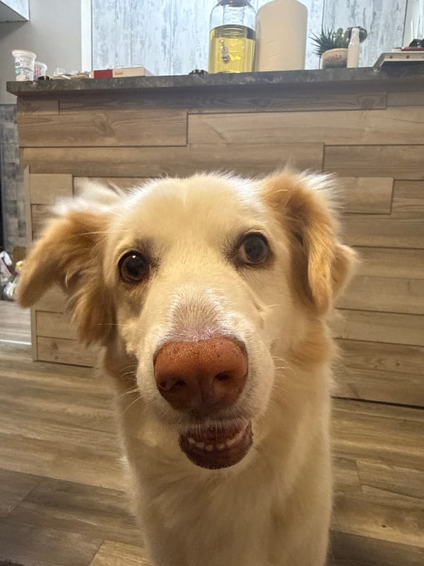 Dog photographed indoors in Varna, Bulgaria