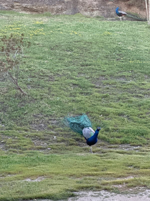 Peacocks spotted in natural area in Faliraki, Greece