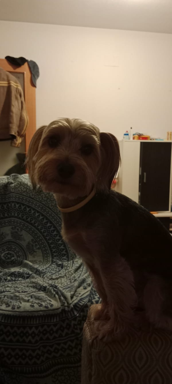Yorkshire Terrier chills around a Galapagar home one evening