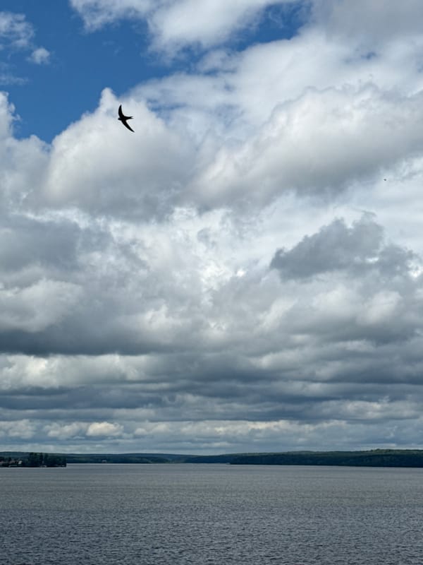 Birds in flight over Votkinsk Pond on an overcast morning