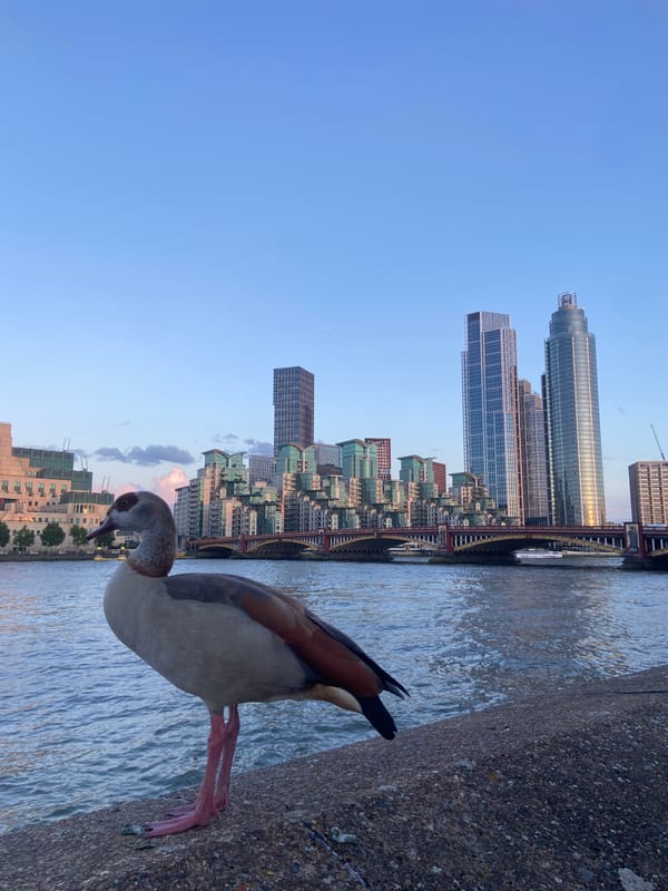 Waterfowl gather on Thames embankment in central London