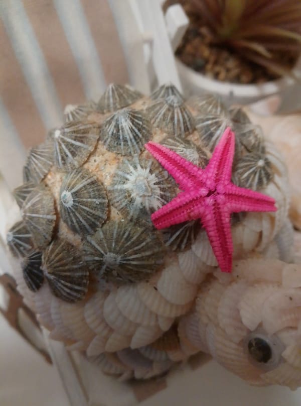 Close-up shots of novelty décor, shells, and holiday figurines