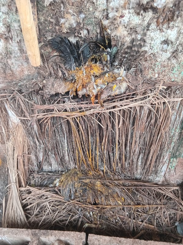 Traditional shrine documented by witness in Shagamu, Nigeria