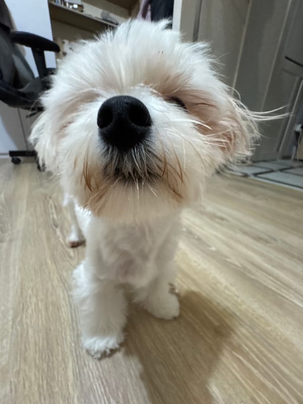Pets at home in Mikhaylovsk, an evening of close-ups