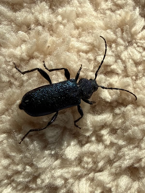 Iridescent beetles spotted across rural Tyulyuk, Russia morning