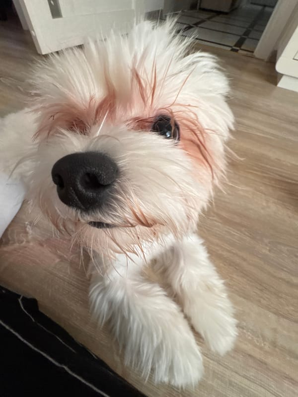 Close-up shots of a fluffy white dog at home
