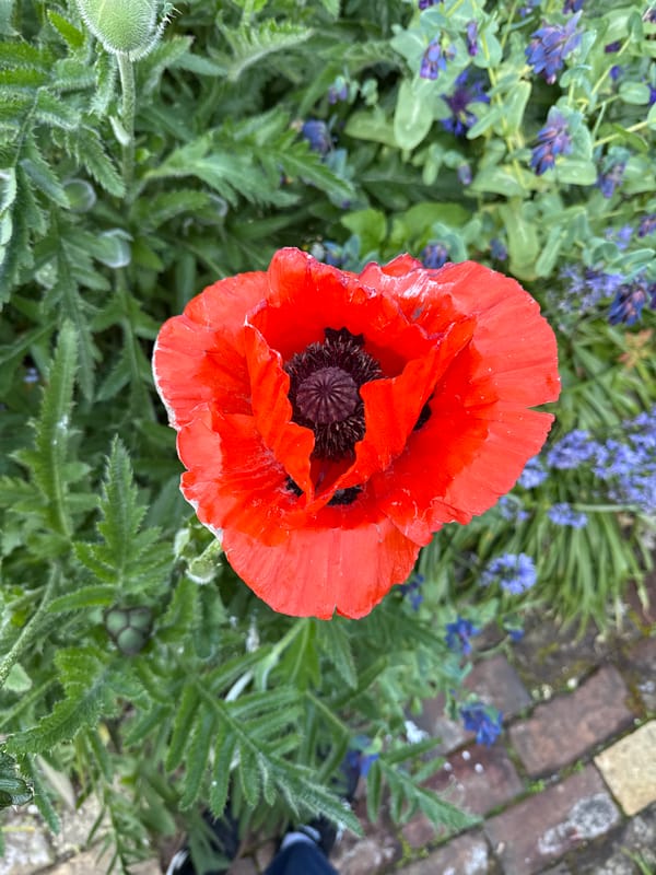 Casual photography walk captures Great Yarmouth gardens and alleyways
