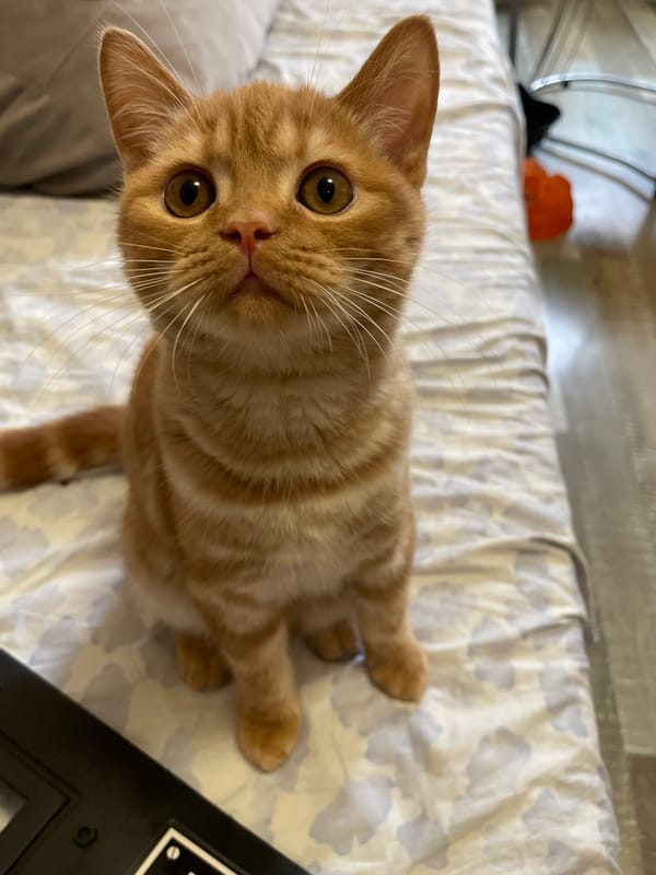 Orange tabby cat at home in Kommunarka, Russia