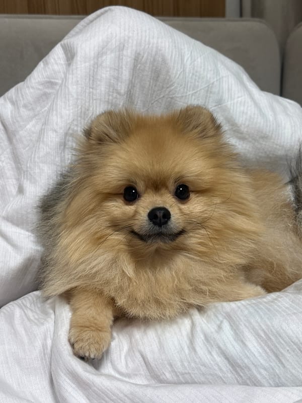 Pomeranian cuddle session on bed in Votkinsk