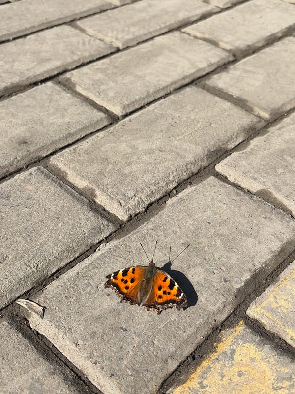 Butterfly encounters and sleeping passengers documented in Izhevsk