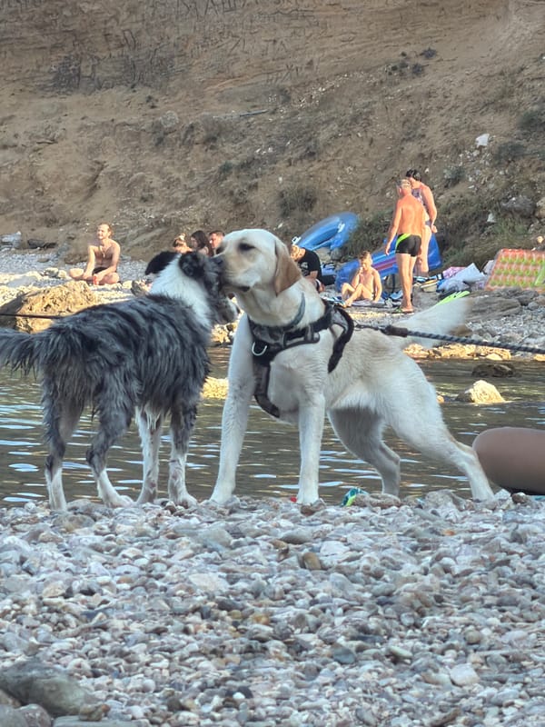 Dogs on a pebble beach in Baška, Croatia