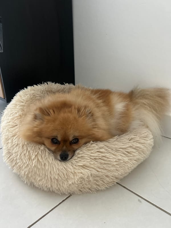 Woman takes casual selfies with sleeping dog in Cannes home