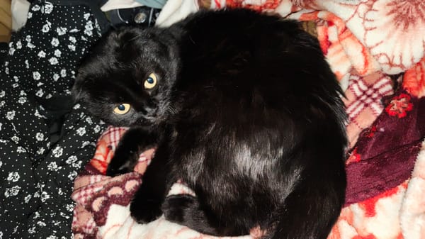 Black cat indoors, plus a sunlit tree canopy view