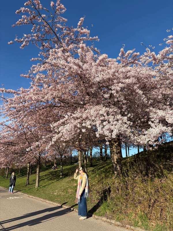 Cherry blossoms peak along Copenhagen avenue under clear skies