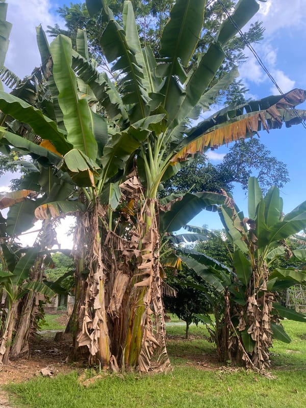 Scooter selfies and tropical greenery in Banjarbaru, Indonesia