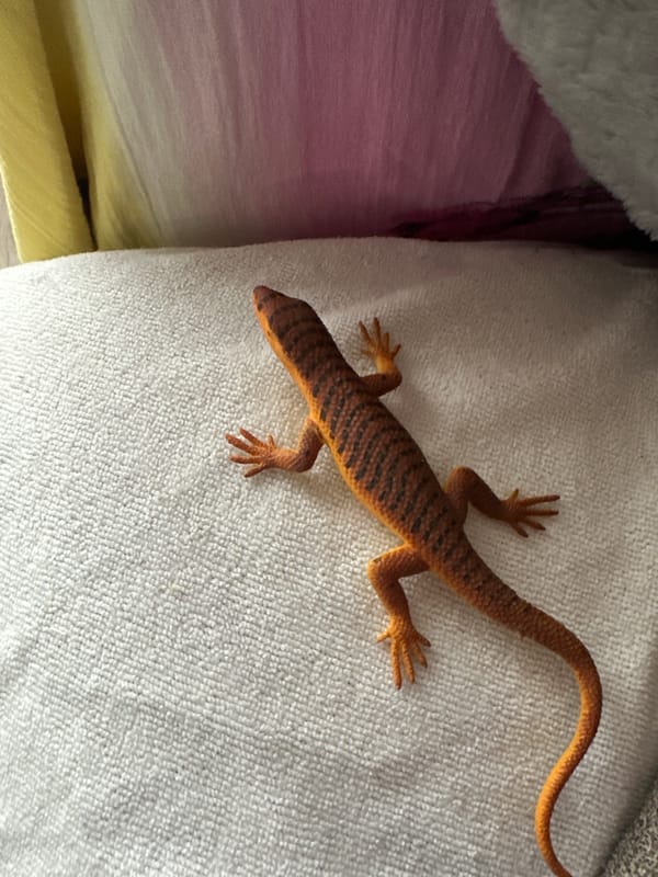 Leopard gecko explored around a Russian home alongside kids' toys