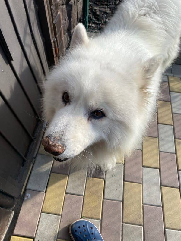 Two Samoyeds lounging outdoors, plus a blooming rosebud