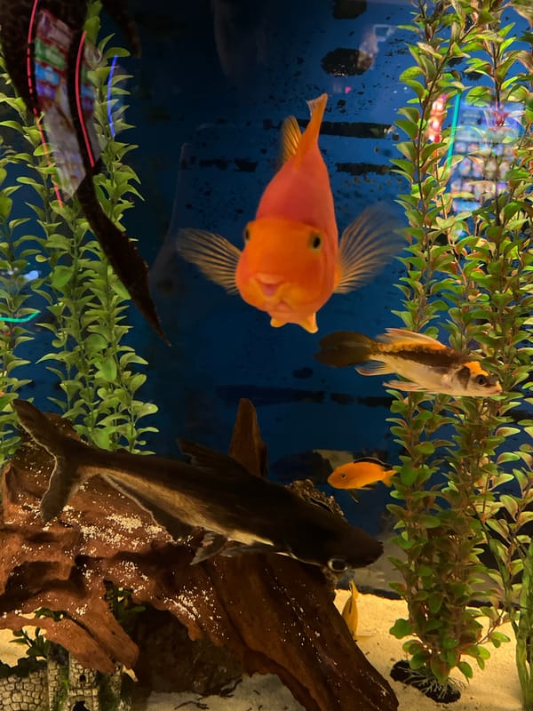Mixed fish species observed in Vratsa aquarium
