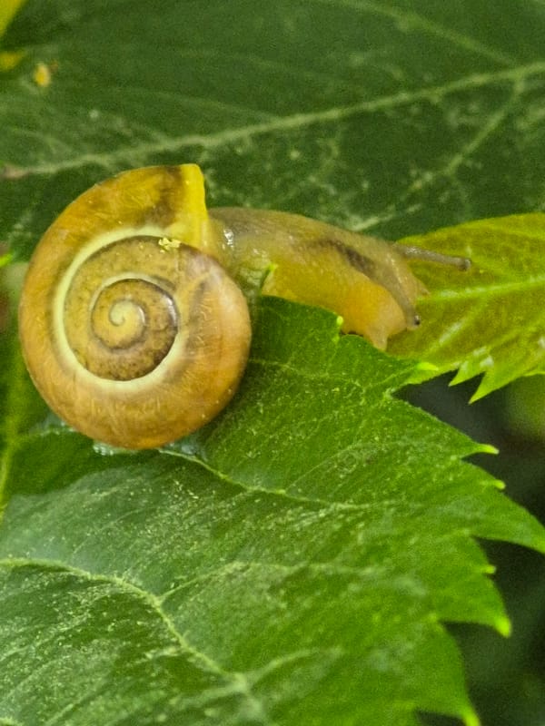 Close-up macro shots of snails and insects on leaves and twigs