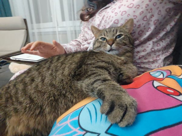Cat owner documents lazy afternoon with tabby in Russia